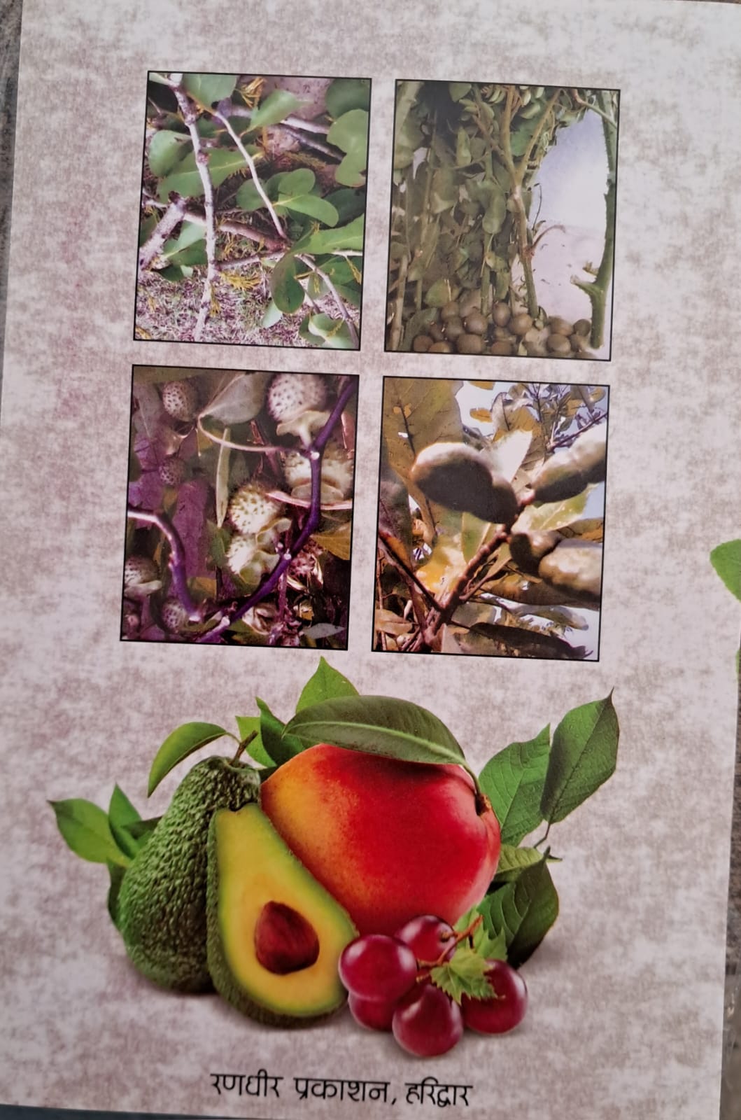 Upyogi Jadi Bootiyan Chitr, Parichaya Va Prayog